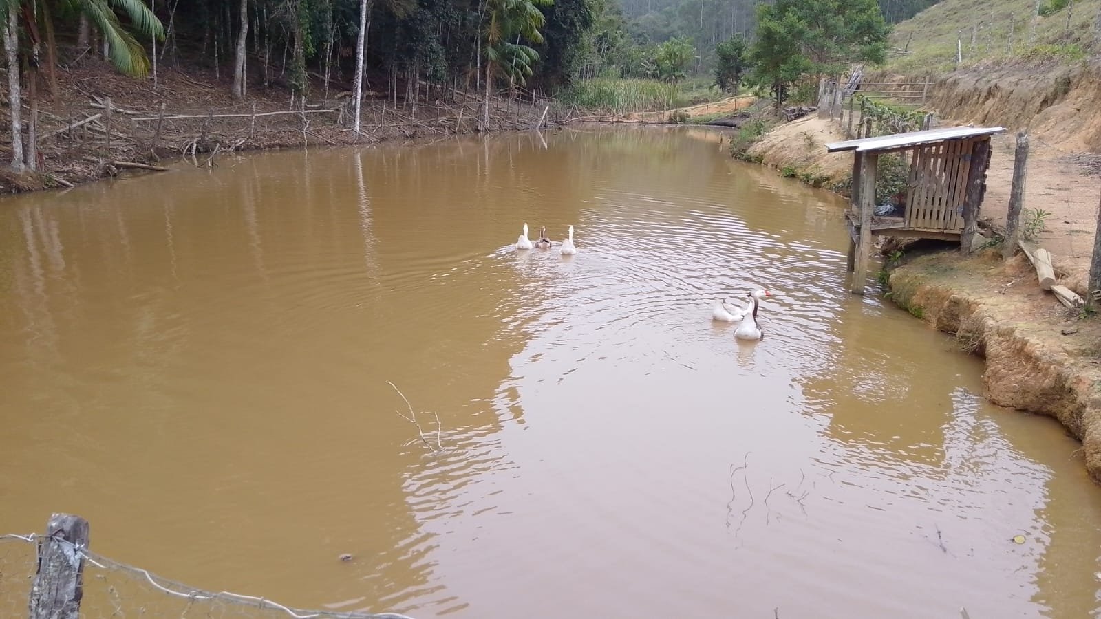 Gansos nadando no lago