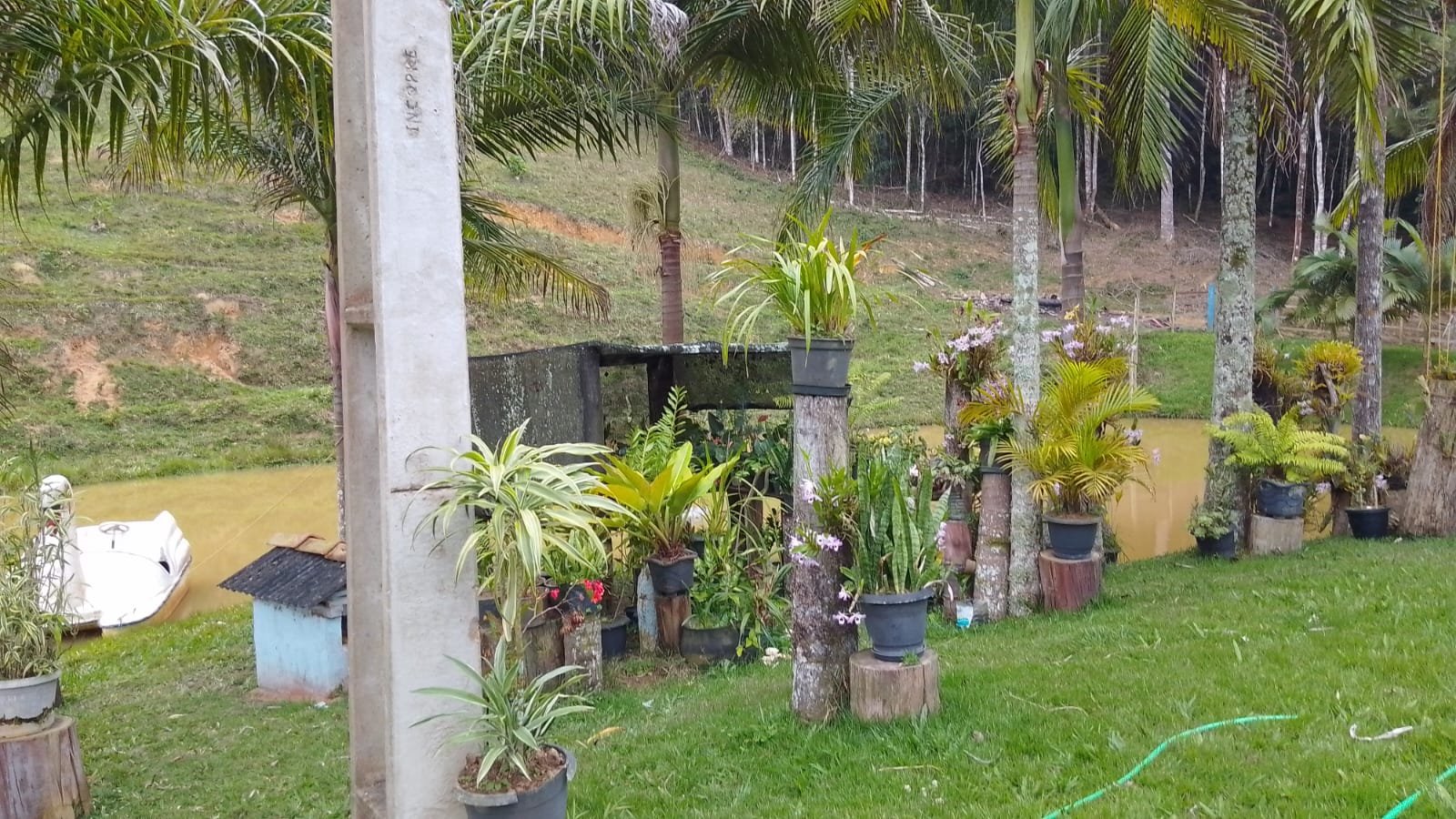 Orquídeas e palmeiras na margem do lago