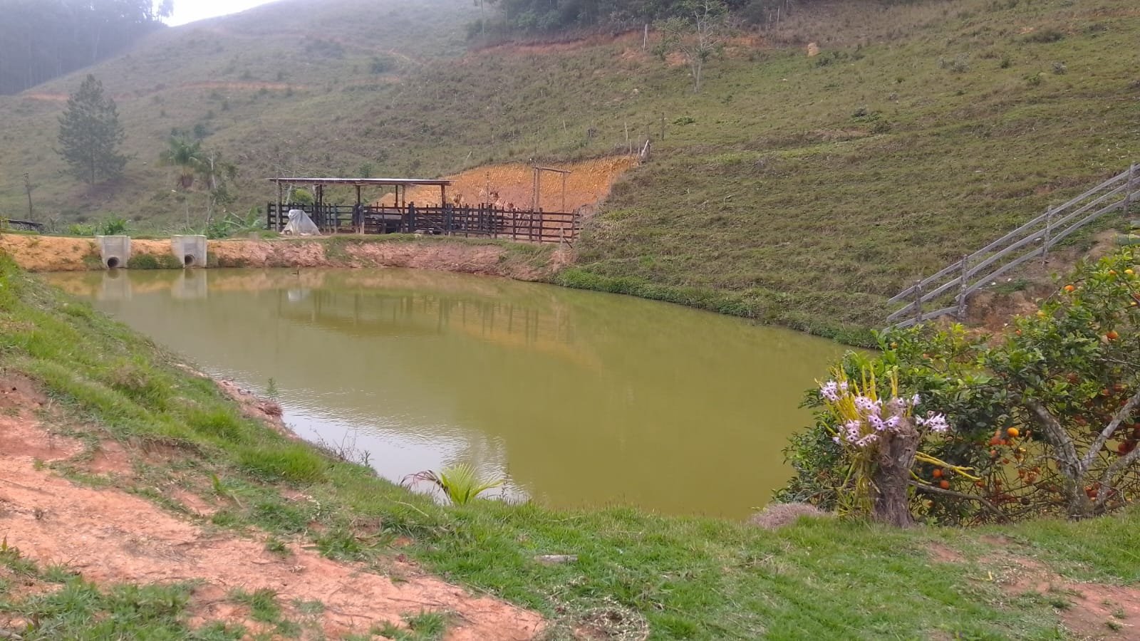 Segundo lago da vizinhança, com orquídeas e pé de mexerica