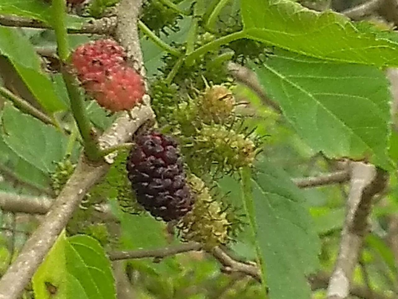 Amora madura em detalhe no galho