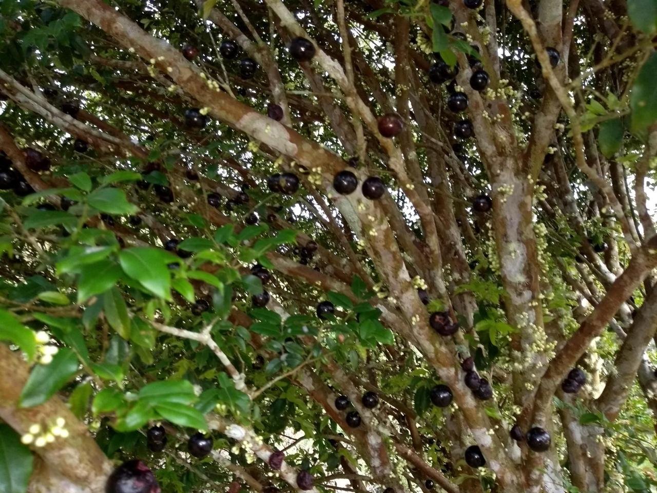 Galhos de jabuticabeira cheios de frutas