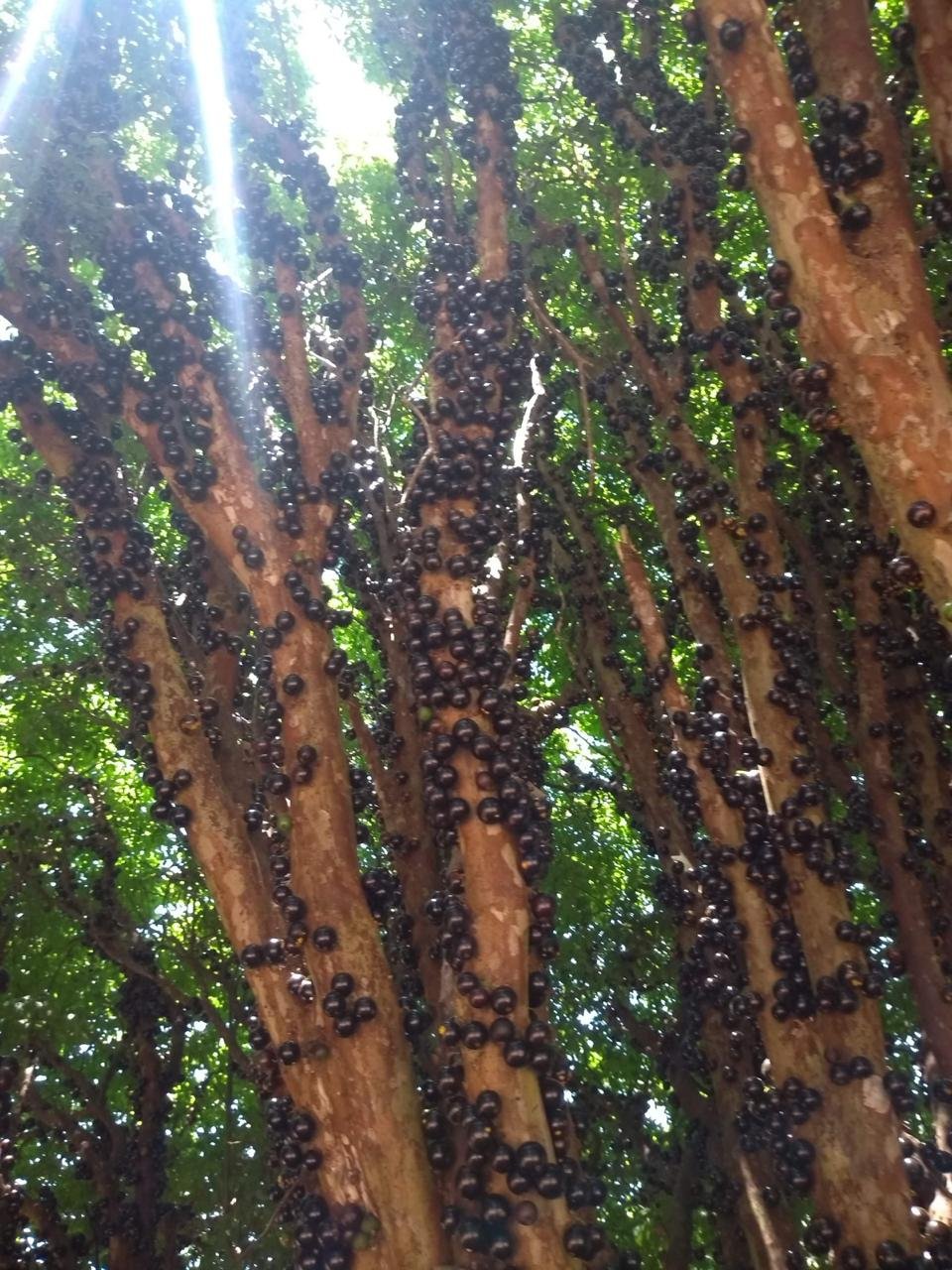Jabuticabeira coberta de frutas do tronco aos galhos