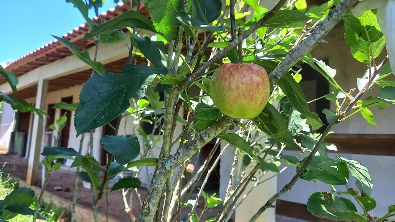 Macieira com uma maçã madura e os quartos ao fundo