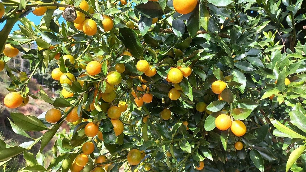 Pé de mexerica carregado de frutas maduras