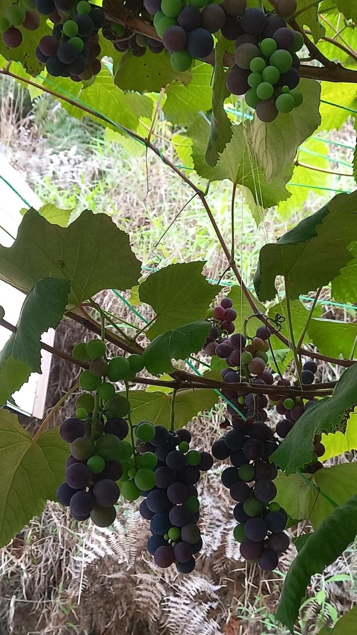 Cachos de uva na parreira